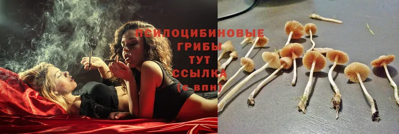 Галлюциногенные грибы MAGIC MUSHROOMS  купить  сайты  Голицыно 